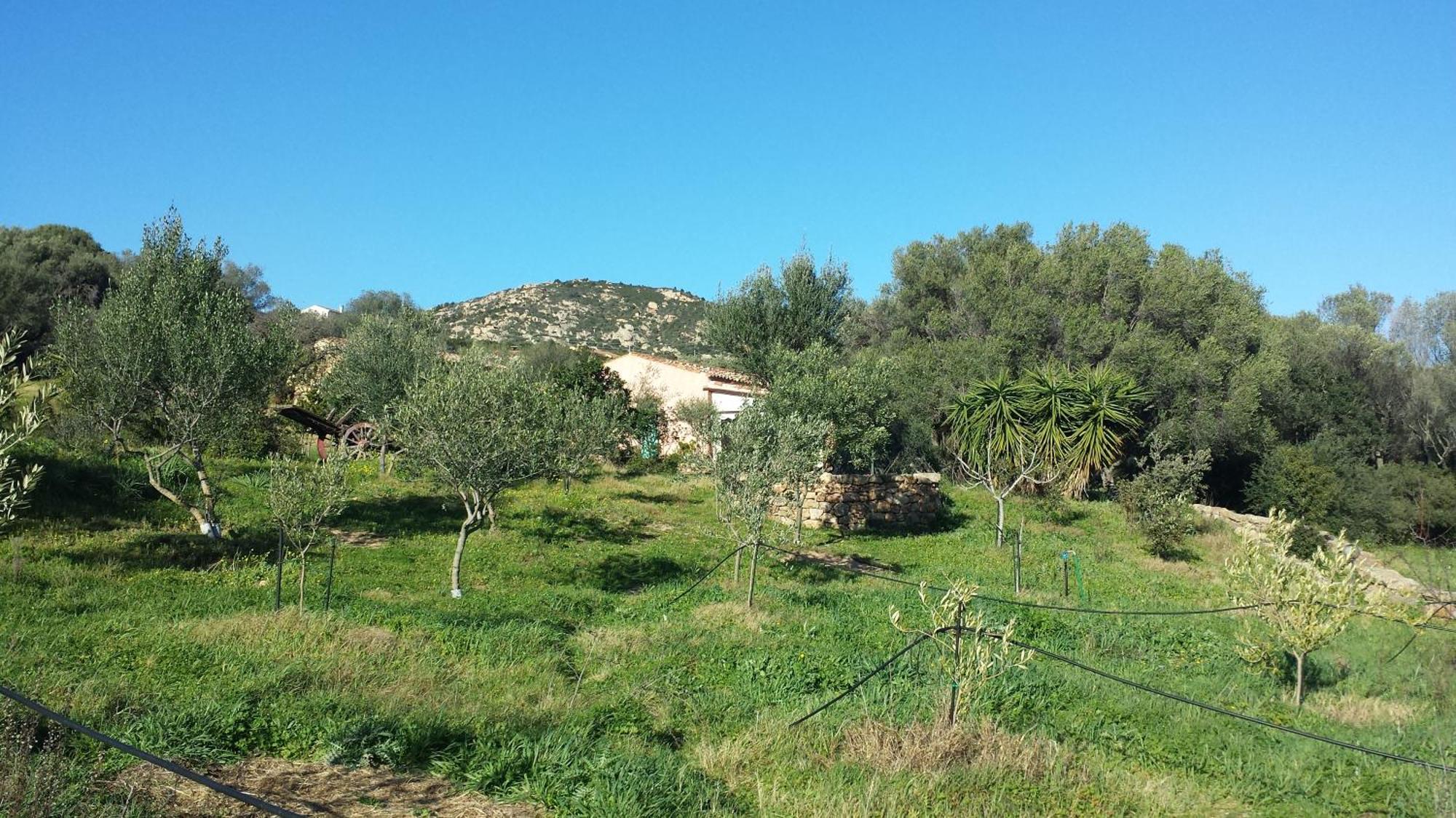 Agriturismo Agrisole Olbia Exteriör bild