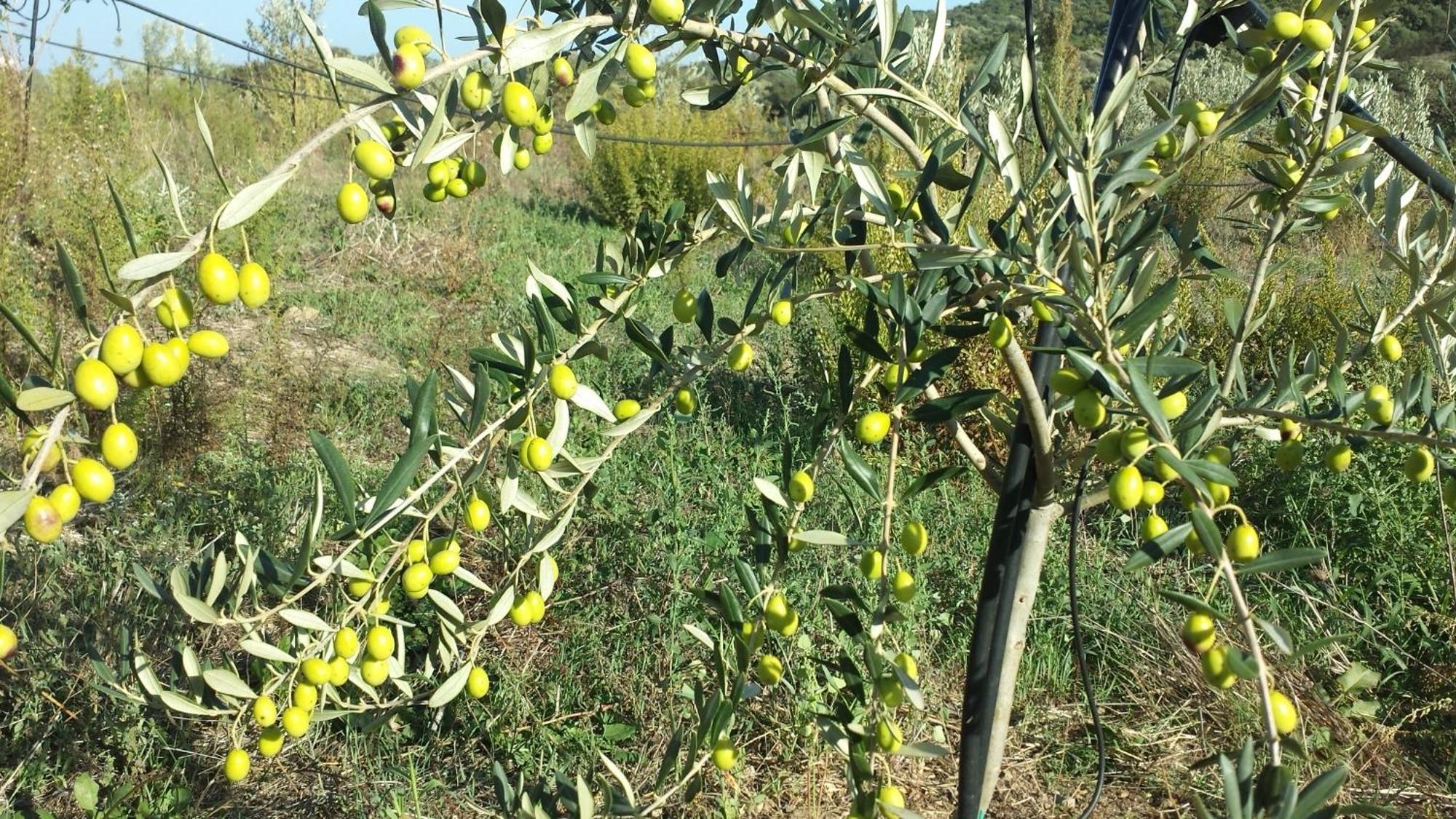 Agriturismo Agrisole Olbia Exteriör bild