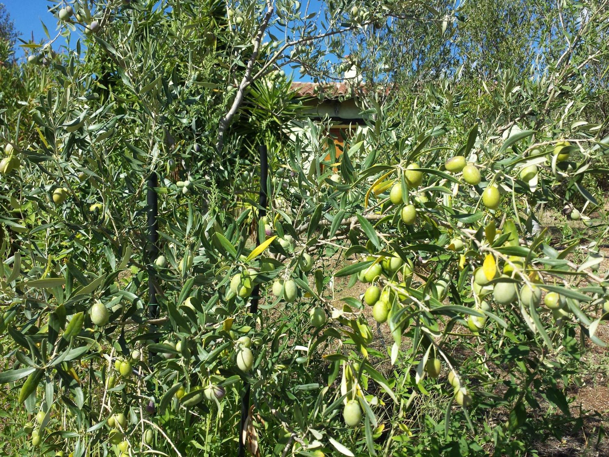 Agriturismo Agrisole Olbia Exteriör bild